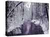Snow Covered Trees along Creek in Winter Landscape-Jan Lakey-Stretched Canvas
