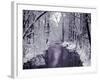 Snow Covered Trees along Creek in Winter Landscape-Jan Lakey-Framed Photographic Print