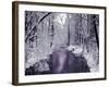 Snow Covered Trees along Creek in Winter Landscape-Jan Lakey-Framed Photographic Print