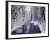 Snow Covered Trees along Creek in Winter Landscape-Jan Lakey-Framed Photographic Print