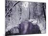 Snow Covered Trees along Creek in Winter Landscape-Jan Lakey-Mounted Photographic Print