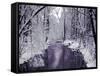 Snow Covered Trees along Creek in Winter Landscape-Jan Lakey-Framed Stretched Canvas