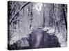 Snow Covered Trees along Creek in Winter Landscape-Jan Lakey-Stretched Canvas