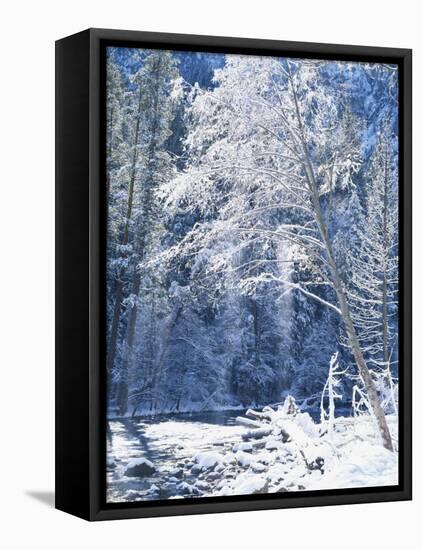 Snow Covered Trees Along Merced River, Yosemite Valley, Yosemite National Park, California, USA-Scott T. Smith-Framed Stretched Canvas