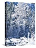 Snow Covered Trees Along Merced River, Yosemite Valley, Yosemite National Park, California, USA-Scott T. Smith-Stretched Canvas