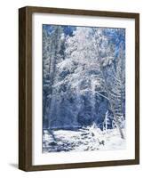 Snow Covered Trees Along Merced River, Yosemite Valley, Yosemite National Park, California, USA-Scott T. Smith-Framed Photographic Print