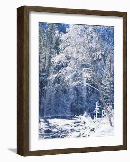 Snow Covered Trees Along Merced River, Yosemite Valley, Yosemite National Park, California, USA-Scott T. Smith-Framed Photographic Print