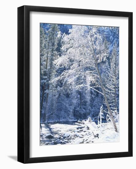 Snow Covered Trees Along Merced River, Yosemite Valley, Yosemite National Park, California, USA-Scott T. Smith-Framed Photographic Print