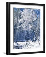 Snow Covered Trees Along Merced River, Yosemite Valley, Yosemite National Park, California, USA-Scott T. Smith-Framed Photographic Print