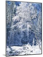 Snow Covered Trees Along Merced River, Yosemite Valley, Yosemite National Park, California, USA-Scott T. Smith-Mounted Photographic Print