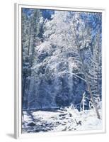 Snow Covered Trees Along Merced River, Yosemite Valley, Yosemite National Park, California, USA-Scott T. Smith-Framed Photographic Print