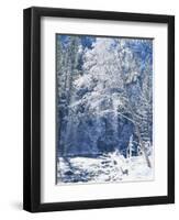 Snow Covered Trees Along Merced River, Yosemite Valley, Yosemite National Park, California, USA-Scott T. Smith-Framed Photographic Print