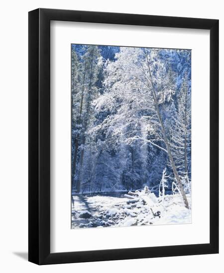 Snow Covered Trees Along Merced River, Yosemite Valley, Yosemite National Park, California, USA-Scott T. Smith-Framed Photographic Print