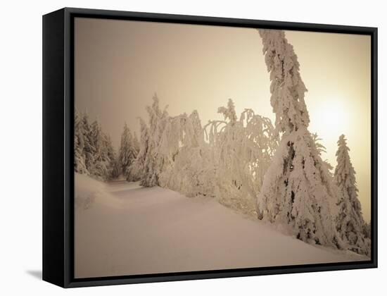 Snow-Covered Trees and Path Through Winter Landscape-Marcus Lange-Framed Stretched Canvas