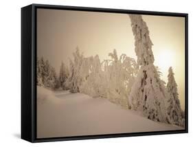 Snow-Covered Trees and Path Through Winter Landscape-Marcus Lange-Framed Stretched Canvas