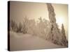 Snow-Covered Trees and Path Through Winter Landscape-Marcus Lange-Stretched Canvas