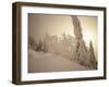 Snow-Covered Trees and Path Through Winter Landscape-Marcus Lange-Framed Photographic Print