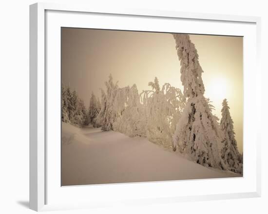 Snow-Covered Trees and Path Through Winter Landscape-Marcus Lange-Framed Photographic Print