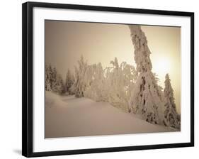 Snow-Covered Trees and Path Through Winter Landscape-Marcus Lange-Framed Photographic Print