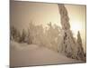 Snow-Covered Trees and Path Through Winter Landscape-Marcus Lange-Mounted Photographic Print