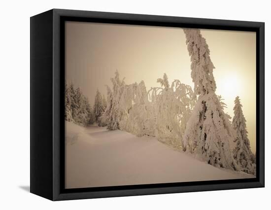 Snow-Covered Trees and Path Through Winter Landscape-Marcus Lange-Framed Stretched Canvas