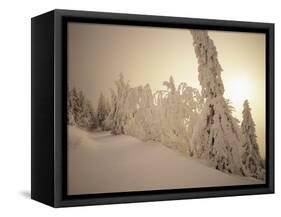 Snow-Covered Trees and Path Through Winter Landscape-Marcus Lange-Framed Stretched Canvas