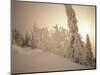 Snow-Covered Trees and Path Through Winter Landscape-Marcus Lange-Mounted Photographic Print
