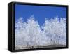 Snow-Covered Trees and Sky, Great Smoky Mountains National Park, Tennessee, USA-Adam Jones-Framed Stretched Canvas