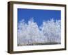 Snow-Covered Trees and Sky, Great Smoky Mountains National Park, Tennessee, USA-Adam Jones-Framed Photographic Print