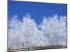 Snow-Covered Trees and Sky, Great Smoky Mountains National Park, Tennessee, USA-Adam Jones-Mounted Photographic Print