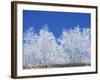 Snow-Covered Trees and Sky, Great Smoky Mountains National Park, Tennessee, USA-Adam Jones-Framed Photographic Print