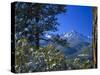 Snow Covered Trees and Sneffels Wilderness Range, Colorado, USA-Julie Eggers-Stretched Canvas