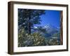 Snow Covered Trees and Sneffels Wilderness Range, Colorado, USA-Julie Eggers-Framed Photographic Print