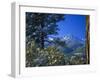 Snow Covered Trees and Sneffels Wilderness Range, Colorado, USA-Julie Eggers-Framed Photographic Print