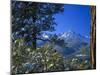 Snow Covered Trees and Sneffels Wilderness Range, Colorado, USA-Julie Eggers-Mounted Photographic Print