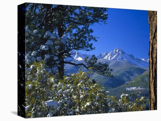 Snow Covered Trees and Sneffels Wilderness Range, Colorado, USA-Julie Eggers-Stretched Canvas