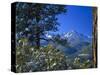 Snow Covered Trees and Sneffels Wilderness Range, Colorado, USA-Julie Eggers-Stretched Canvas