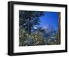 Snow Covered Trees and Sneffels Wilderness Range, Colorado, USA-Julie Eggers-Framed Photographic Print