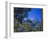 Snow Covered Trees and Sneffels Wilderness Range, Colorado, USA-Julie Eggers-Framed Photographic Print