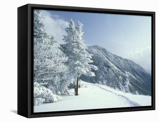 Snow Covered Trees and Snowshoe Tracks, White Mountain National Forest, New Hampshire, USA-Jerry & Marcy Monkman-Framed Stretched Canvas