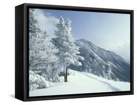 Snow Covered Trees and Snowshoe Tracks, White Mountain National Forest, New Hampshire, USA-Jerry & Marcy Monkman-Framed Stretched Canvas