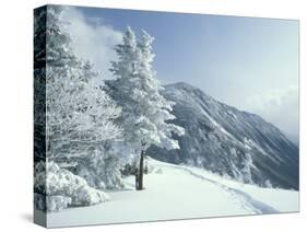 Snow Covered Trees and Snowshoe Tracks, White Mountain National Forest, New Hampshire, USA-Jerry & Marcy Monkman-Stretched Canvas