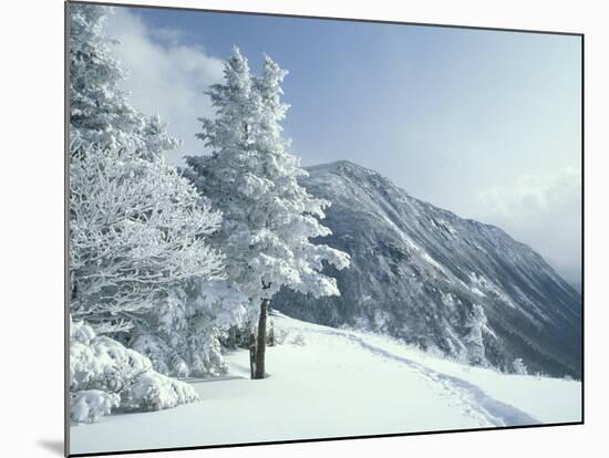 Snow Covered Trees and Snowshoe Tracks, White Mountain National Forest, New Hampshire, USA-Jerry & Marcy Monkman-Mounted Photographic Print