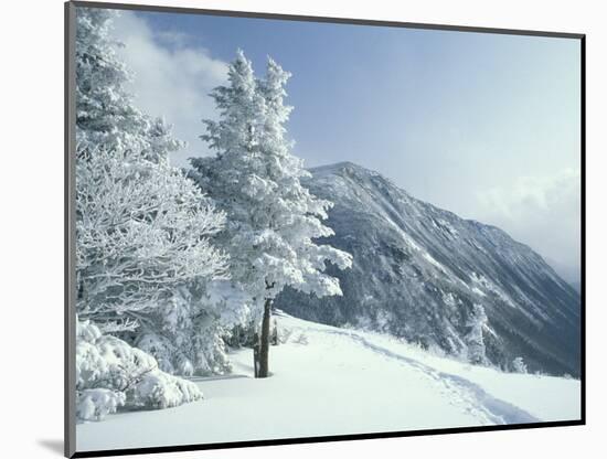 Snow Covered Trees and Snowshoe Tracks, White Mountain National Forest, New Hampshire, USA-Jerry & Marcy Monkman-Mounted Photographic Print