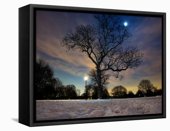 Snow Covered Trees at Night in Hyde Park, London-Alex Saberi-Framed Stretched Canvas