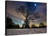 Snow Covered Trees at Night in Hyde Park, London-Alex Saberi-Stretched Canvas