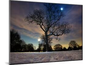 Snow Covered Trees at Night in Hyde Park, London-Alex Saberi-Mounted Photographic Print