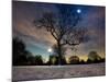 Snow Covered Trees at Night in Hyde Park, London-Alex Saberi-Mounted Photographic Print