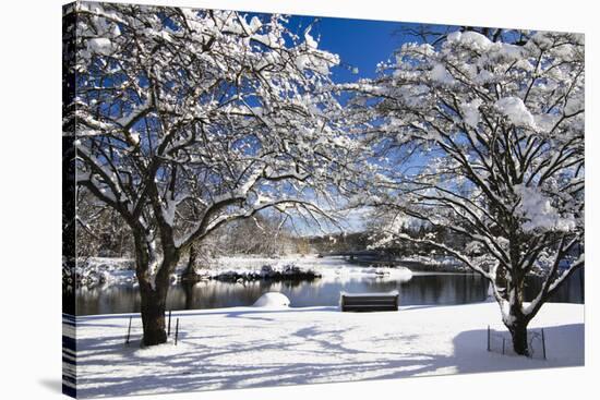 Snow Covered Trees at Riverside-George Oze-Stretched Canvas