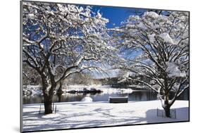 Snow Covered Trees at Riverside-George Oze-Mounted Photographic Print